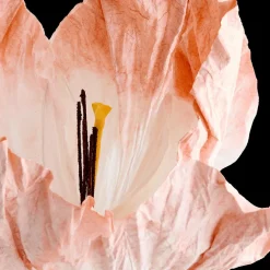 Woondecoratie|Ygo Bloem LOOK Papier Peach