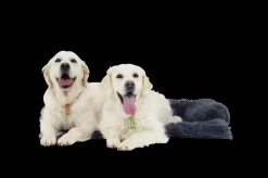 Kussens En Manden|Ygo Hondendeken Sofa BOMMEL S L.Grijs