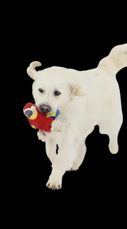 Huisdierspeelgoed|Ygo Speeltje PELUCHE Papegaai Rood