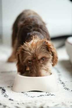 Voederbakken|Ygo Voederbak LASSIE Rnd Plst. Beige L