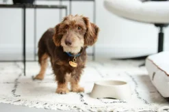 Voederbakken|Ygo Voederbak LASSIE Rnd Plst. Beige L